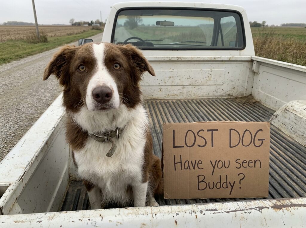 Lost pet notice shared with travellers staying at the same location